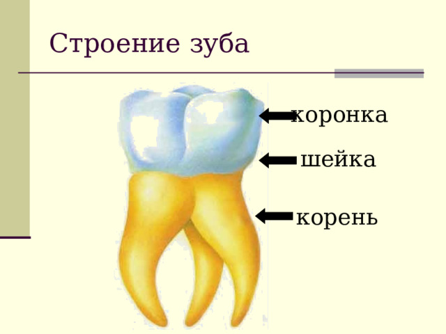 Строение зуба коронка шейка корень 
