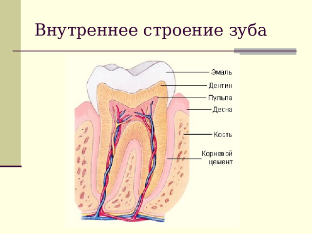 Внутреннее строение зуба рисунок