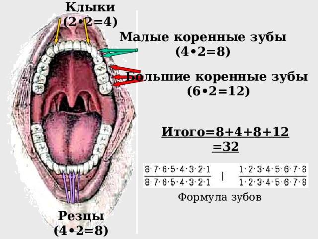 Клыки (2•2=4)  Малые коренные зубы (4•2=8)  Большие коренные зубы (6•2=12)  Итого=8+4+8+12=32 Формула зубов Резцы (4•2=8)   