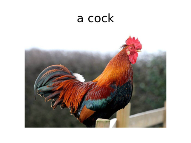 a cock 