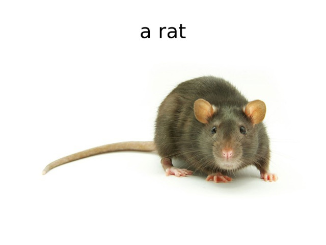 a rat 