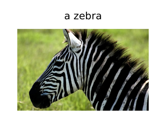 a zebra 