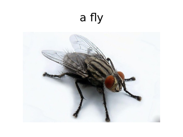 a fly 