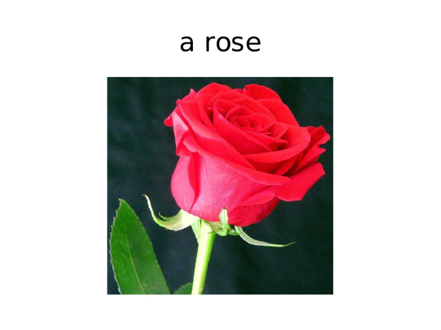 a rose 