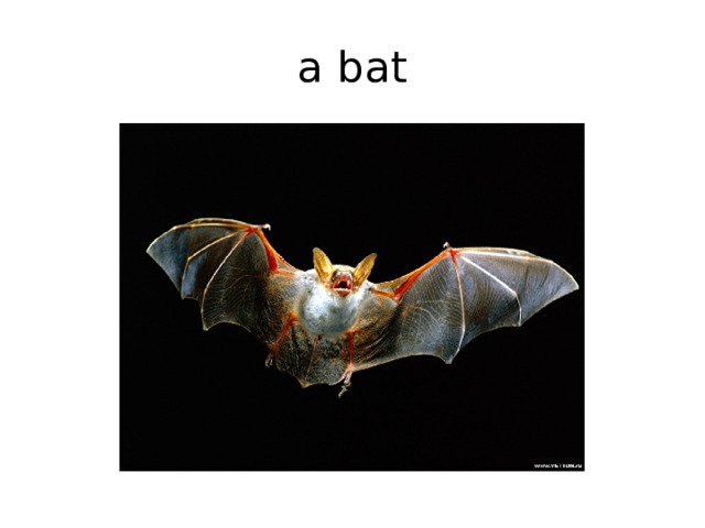 a bat 
