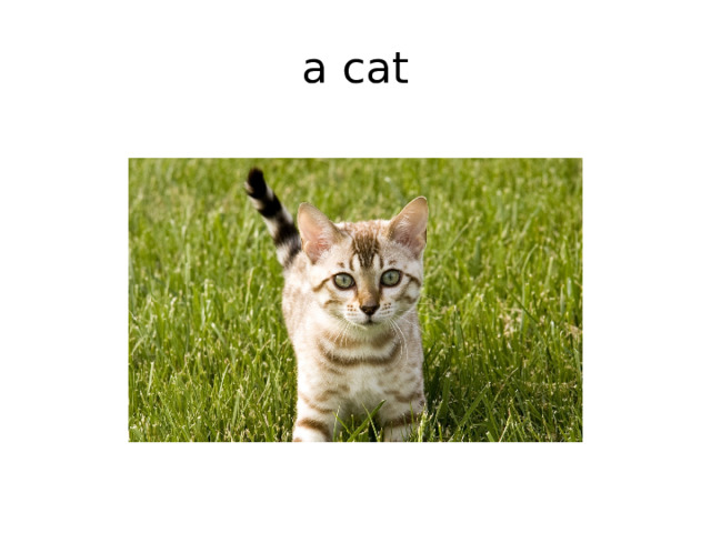 a cat 