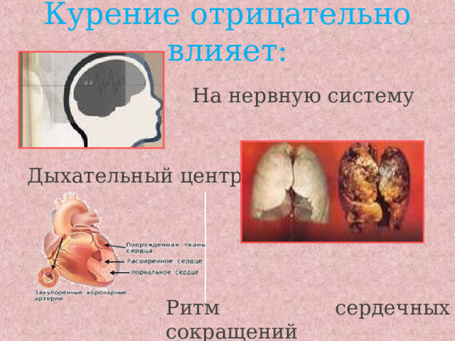 Курение отрицательно влияет:      На нервную систему Дыхательный центр Ритм сердечных сокращений 