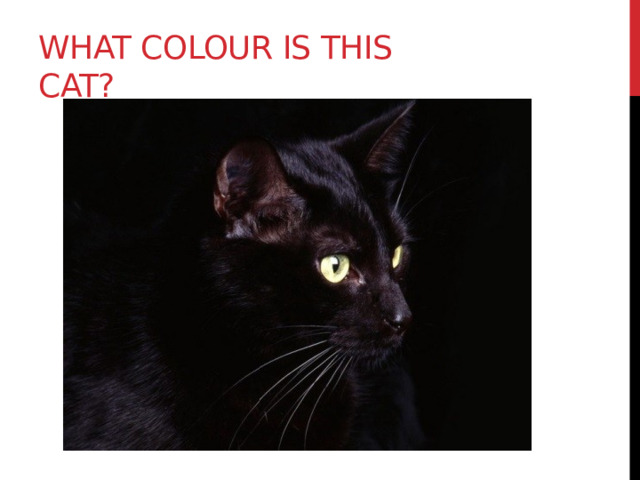 What colour is this cat? 