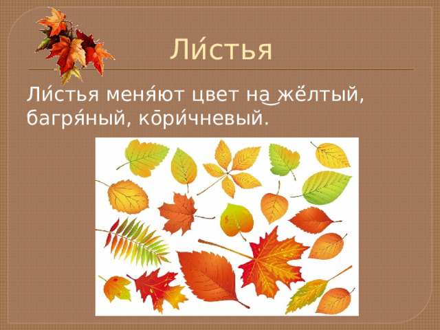 Ли ́ стья Ли ́ стья меня ́ ют цвет на ͜ жё ́ лтый, багря ́ ный, ко ̄ ри ́ чневый. 