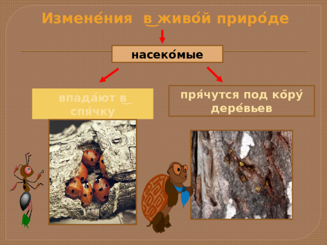 Измене ́ ния в ͜ живо ́ й приро ́ де насеко ́ мые пря ́ чутся под ко ̄ ру ́ дере ́ вьев впада ́ ют в ͜ спя ́ чку 