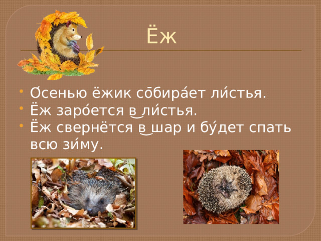 Ёж О ́ сенью ёжик со ̄ бира ́ ет ли ́ стья. Ёж заро ́ ется в ͜ ли ́ стья. Ёж свернётся в ͜ шар и бу ́ дет спать всю зи ́ му. 