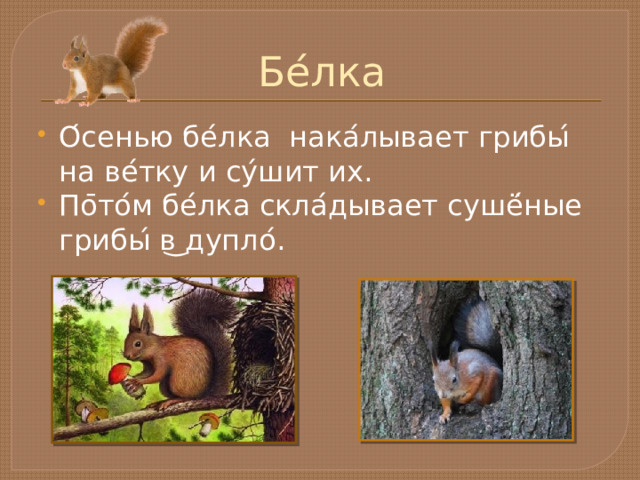 Бе ́ лка О ́ сенью бе ́ лка нака ́ лывает грибы ́ на ве ́ тку и су ́ шит их. По ̄ то ́ м бе ́ лка скла ́ дывает сушё ́ ные грибы ́ в ͜ дупло ́ . 