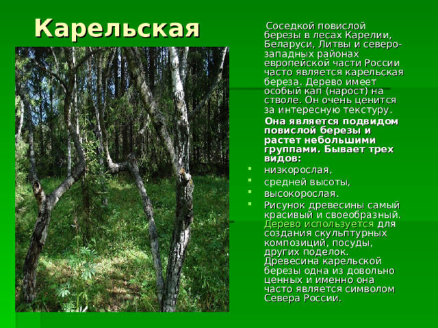  Карельская    Соседкой повислой березы в лесах Карелии, Беларуси, Литвы и северо-западных районах европейской части России часто является карельская береза. Дерево имеет особый кап (нарост) на стволе. Он очень ценится за интересную текстуру.  Она является подвидом повислой березы и растет небольшими группами. Бывает трех видов: низкорослая, средней высоты, высокорослая. Рисунок древесины самый красивый и своеобразный.  Дерево используется  для создания скульптурных композиций, посуды, других поделок. Древесина карельской березы одна из довольно ценных и именно она часто является символом Севера России. 