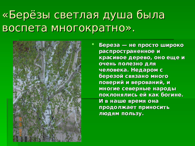 «Берёзы светлая душа была воспета многократно».  Береза — не просто широко распространенное и красивое дерево, оно еще и очень полезно для человека. Недаром с березой связано много поверий и верований, и многие северные народы поклонялись ей как богине. И в наше время она продолжает приносить людям пользу.    