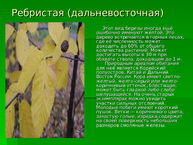 Ребристая (дальневосточная)  Этот вид березы иногда ещё ошибочно именуют жёлтой. Это дерево встречается в горных лесах, где её численность может доходить до 60% от общего количества растений. Может достигать высоты в 30 м при обхвате ствола, доходящем до 1 м.  Природным ареалом обитания для неё является Корейский полуостров, Китай и Дальний Восток России. Кора имеет светло-желтый, желто-серый или желто-коричневый оттенок, блестящая, может быть гладкой либо слабо шелушащейся. На очень старых экземплярах можно увидеть участки сильных отслоений. Молодые побеги имеют короткий пушок. Ветки — коричневого цвета, зачастую голые, изредка содержат на своей поверхность небольших размеров смоляные железы.    