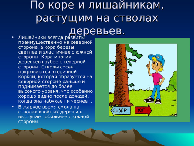 Ориентирование по коре деревьев. Ориентирование по коре березы. Ориентирование на местности по коре березы. Ориентирование по коре деревьев грубая.