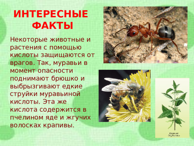 ИНТЕРЕСНЫЕ ФАКТЫ Некоторые животные и растения с помощью кислоты защищаются от врагов. Так, муравьи в момент опасности поднимают брюшко и выбрызгивают едкие струйки муравьиной кислоты. Эта же кислота содержится в пчелином яде и жгучих волосках крапивы.  