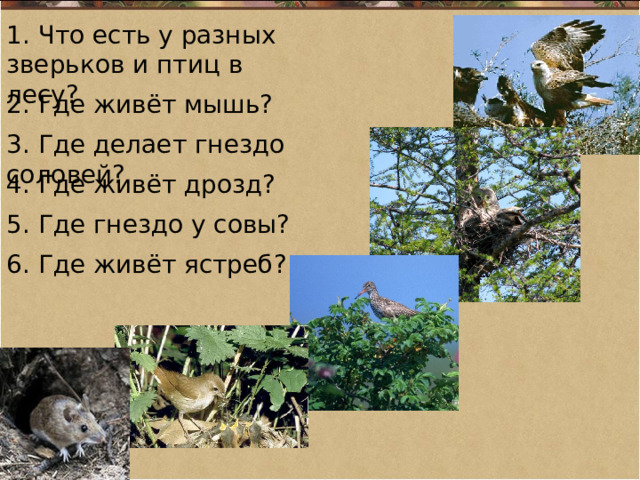 1. Что есть у разных зверьков и птиц в лесу? 2. Где живёт мышь? 3. Где делает гнездо соловей? 4. Где живёт дрозд? 5. Где гнездо у совы? 6. Где живёт ястреб? 