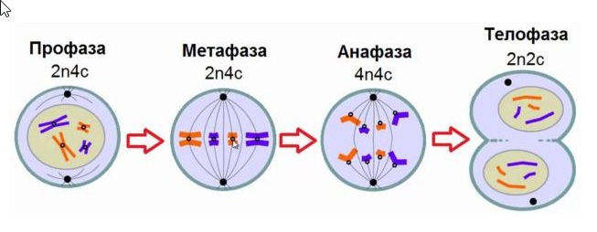 Телофаза митоза хромосомный набор