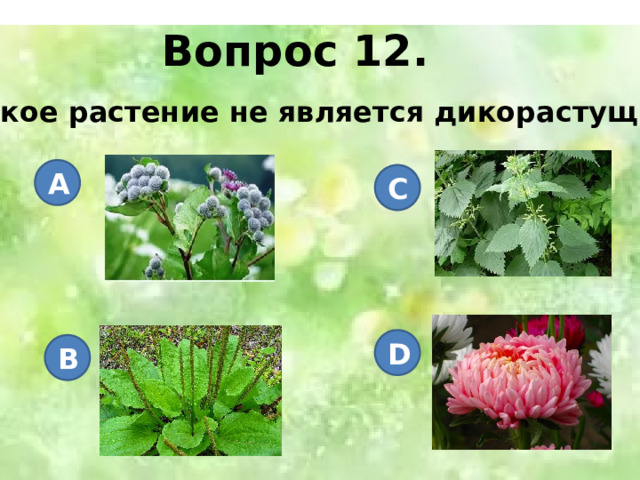 Вопрос 12. Какое растение не является дикорастущим? A C D B 