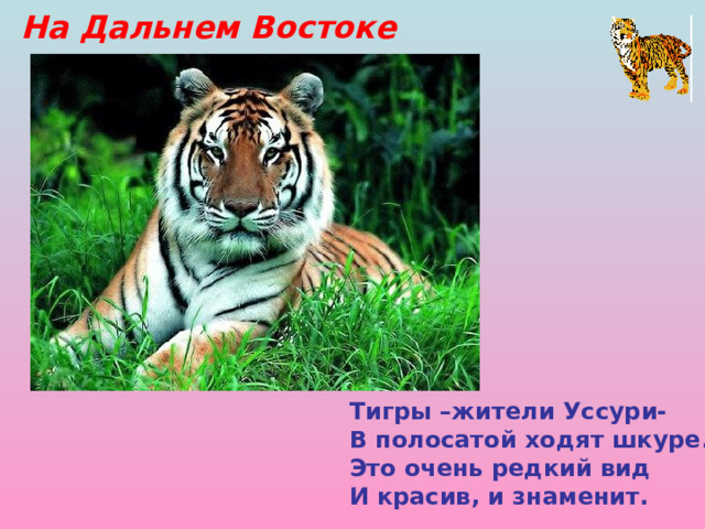 На Дальнем Востоке Тигры –жители Уссури- В полосатой ходят шкуре. Это очень редкий вид И красив, и знаменит. 