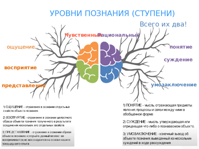 Восприятие суждение ощущение представление