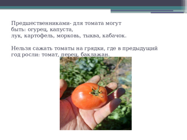 Предшественниками- для томата могут быть: огурец, капуста, лук, картофель, морковь, тыква, кабачок.   Нельзя сажать томаты на грядки, где в предыдущий год росли: томат, перец, баклажан. 