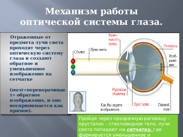 Механизм работы оптической системы глаза.  Отраженные от предмета лучи света проходят через оптическую систему глаза и создают обратное и уменьшенное изображение на сетчатке    (мозг«переворачивает» обратное изображение, и оно воспринимается как прямое).  Пройдя через прозрачную роговицу – хрусталик – стекловидное тело, лучи света попадают на сетчатку, где формируется уменьшенное и перевернутое изображение предмета 