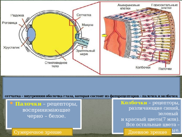    сетчатка – внутренняя оболочка глаза, которая состоит из фоторецепторов – палочек и колбочек Колбочки – рецепторы,  различающие синий, зеленый и красный цвета(7 млн).  Все остальные цвета – смешанные. Палочки – рецепторы, воспринимающие черно – белое. Сумеречное зрение Дневное зрение 