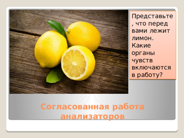 Представьте, что перед вами лежит лимон. Какие органы чувств включаются в работу? Согласованная работа анализаторов 