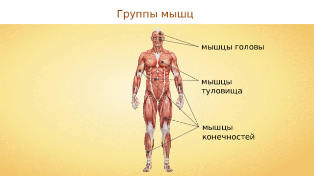 Группы мышц мышцы головы мышцы туловища мышцы конечностей 