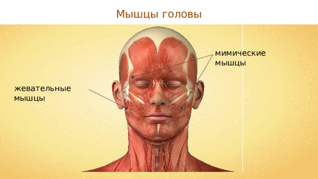 Мышцы головы мимические мышцы жевательные мышцы 