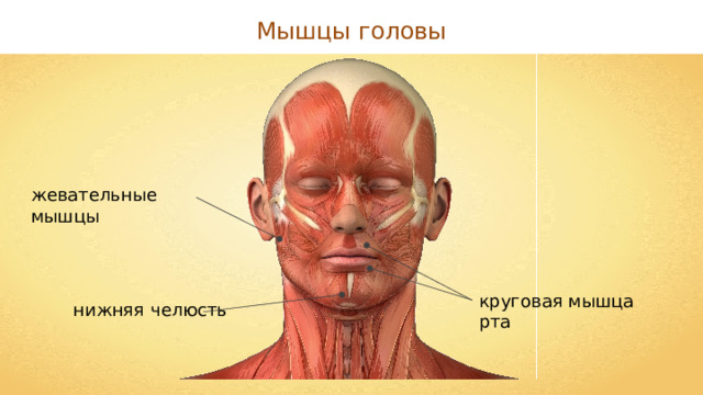 Мышцы головы жевательные мышцы круговая мышца рта нижняя челюсть 