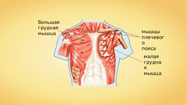 большая грудная мышца мышцы плечевого пояса малая грудная мышца 