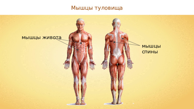 Мышцы туловища мышцы живота мышцы спины 