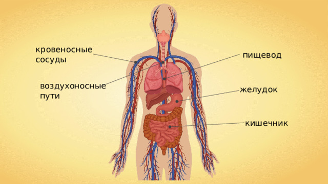 кровеносные сосуды пищевод воздухоносные пути желудок кишечник 