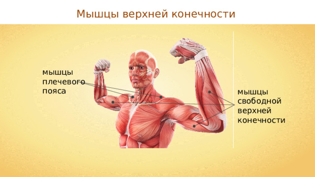 Мышцы верхней конечности мышцы плечевого пояса мышцы свободной верхней конечности 