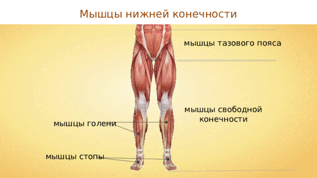 Мышцы нижней конечности мышцы тазового пояса мышцы свободной конечности мышцы голени мышцы стопы 