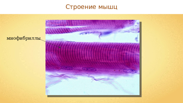 Строение мышц миофибриллы 