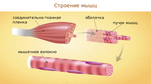 Строение мышц оболочка соединительно-тканная пленка пучок мышц мышечное волокно 