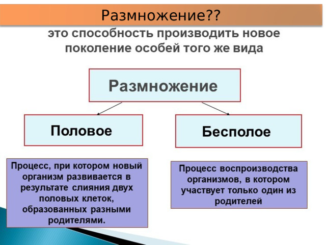 Размножение?? 