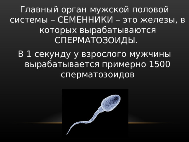 Размножение человека 8 класс. В каком классе проходят размножение человека по биологии.