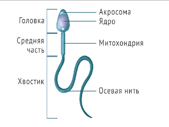 Размножение человека 8 класс. Воспаление семявыносящего протока. Протоки семенников. В каком классе проходят размножение человека по биологии.