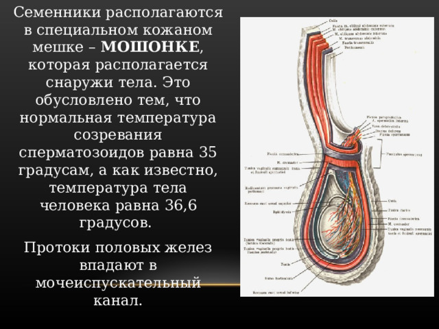 Размножение человека 8 класс. Положение размножение людей 8 класс. В каком классе проходят размножение человека по биологии.