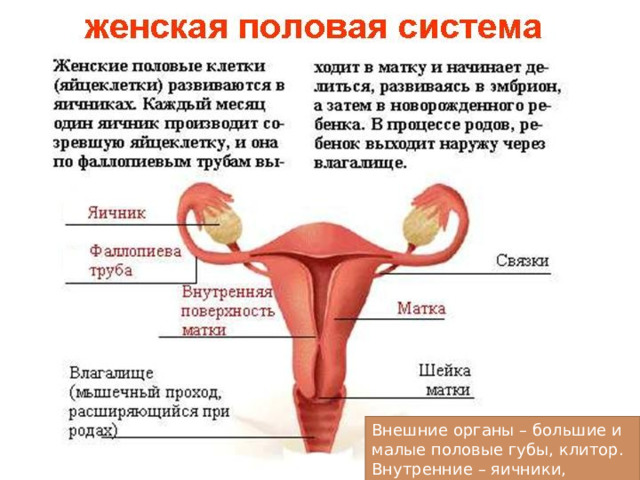 Внешние органы – большие и малые половые губы, клитор. Внутренние – яичники, яйцеводы, матка, влагалище. 