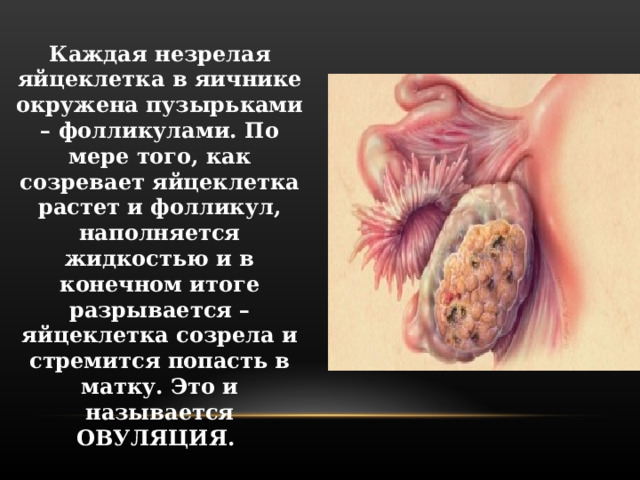  Каждая незрелая яйцеклетка в яичнике окружена пузырьками – фолликулами. По мере того, как созревает яйцеклетка растет и фолликул, наполняется жидкостью и в конечном итоге разрывается – яйцеклетка созрела и стремится попасть в матку. Это и называется ОВУЛЯЦИЯ. 