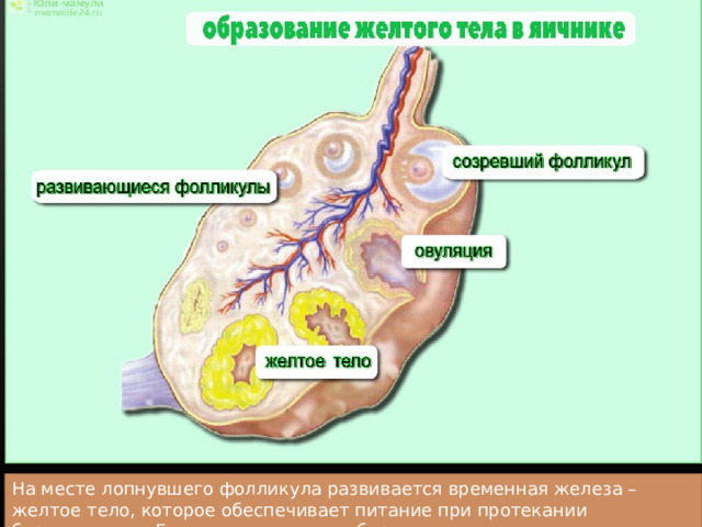На месте лопнувшего фолликула развивается временная железа – желтое тело, которое обеспечивает питание при протекании беременности. Если после овуляции беременность не наступила , желтое тело разрушается и наступает менструация. 