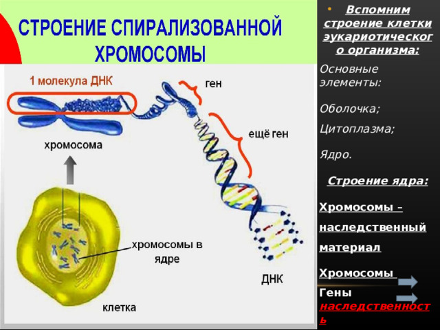Наследственный материал хромосомы. Хромосомы эукариотической клетки. Хромосомы в ядре. Размножение человека презентация. Наследственные структуры клетки.
