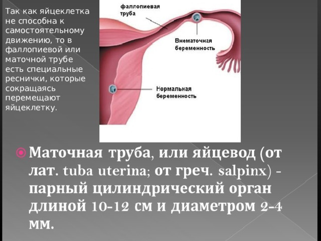 Так как яйцеклетка не способна к самостоятельному движению, то в фаллопиевой или маточной трубе есть специальные реснички, которые сокращаясь перемещают яйцеклетку. 
