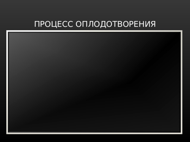 ПРОЦЕСС ОПЛОДОТВОРЕНИЯ 
